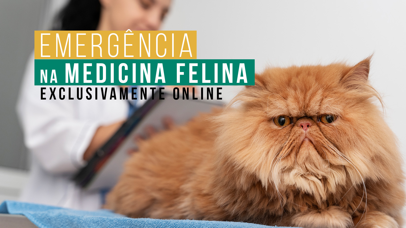 Curso Online de Emergências em Medicina Felina