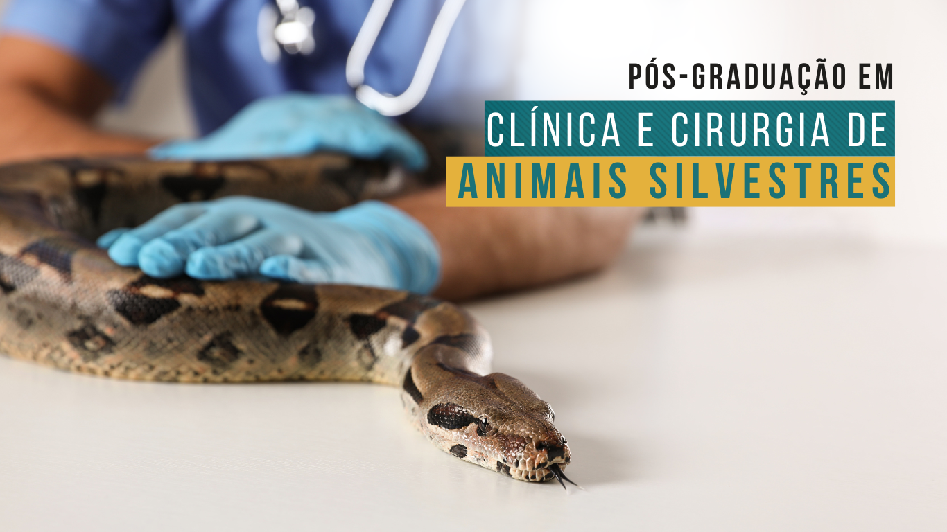Pós-Graduação em Anestesiologia Veterinária IEP Ranvier