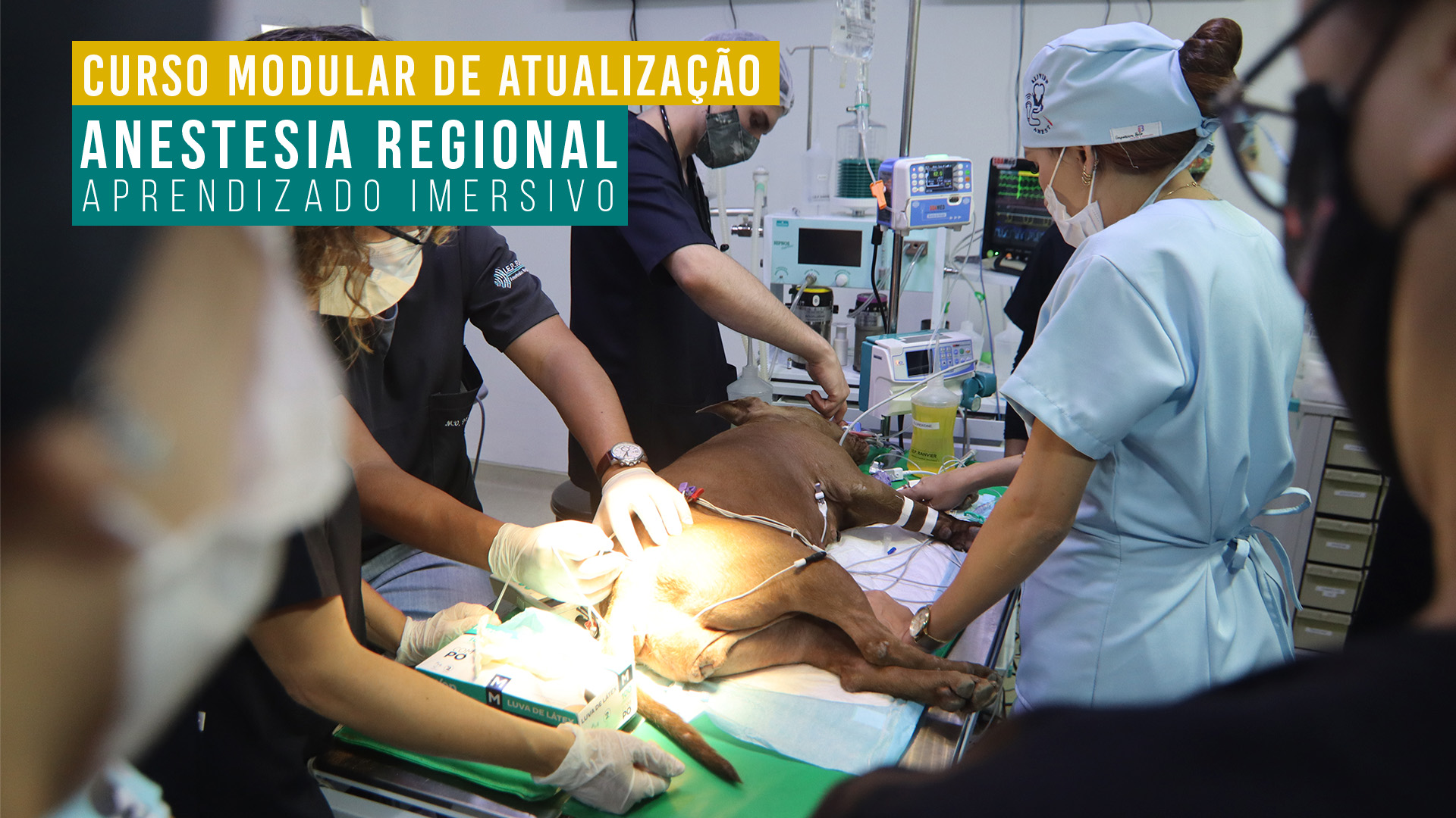 Curso Modular de Atualização em Anestesia Regional Veterinária