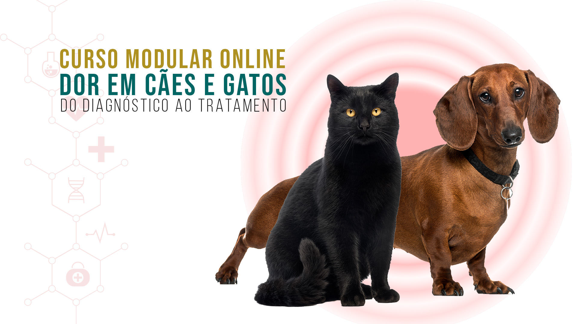 Curso Online em Controle da Dor na Clínica de Cães e Gatos