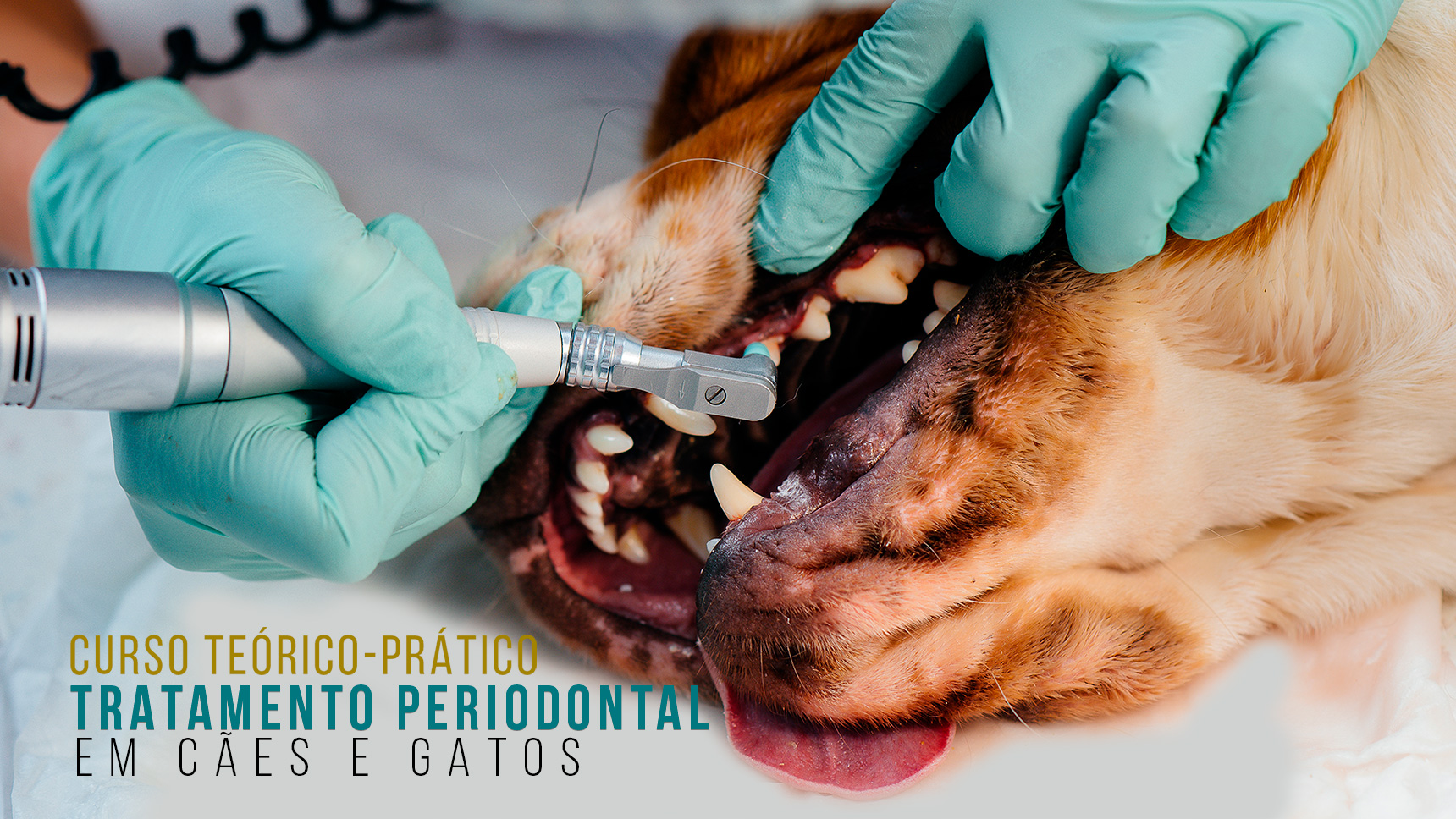 Curso Teórico-Prático de Tratamento Periodontal em Cães e Gatos