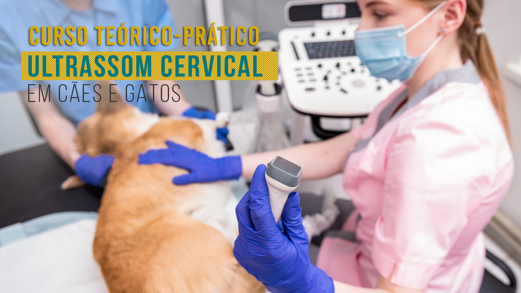 Curso Teórico-Prático de Ultrassom Cervical em Cães e Gatos IEP Ranvier