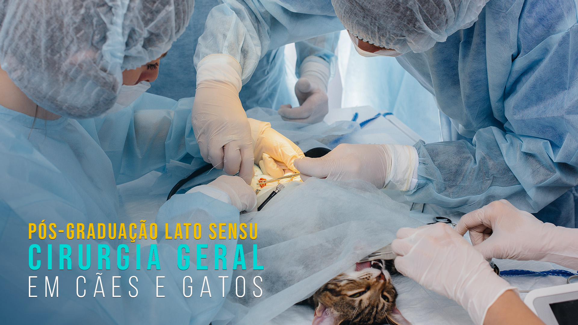 Pós-Graduação em Cirurgia Veterinária de Cães e Gatos