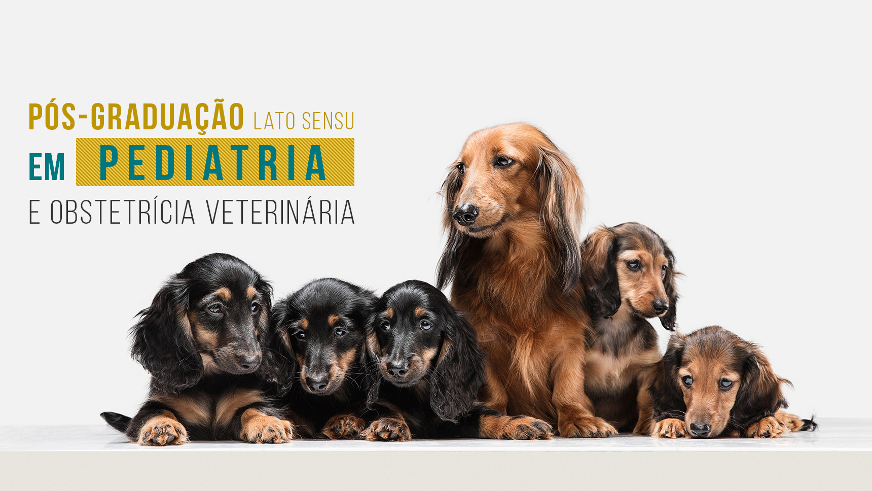 Pós-Graduação Lato Sensu em Pediatria e Obstetrícia Veterinária IEP Ranvier