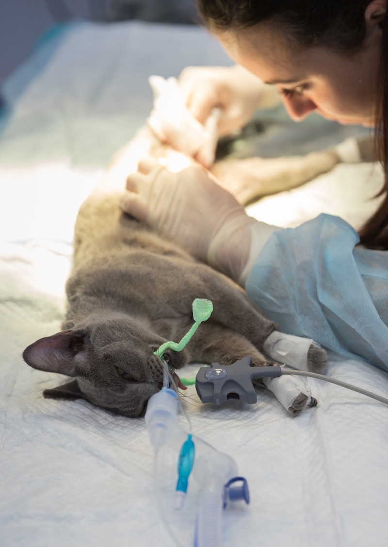 Curso de Imersão em Procedimentos Cirúrgicos Ambulatoriais em Cães e Gatos