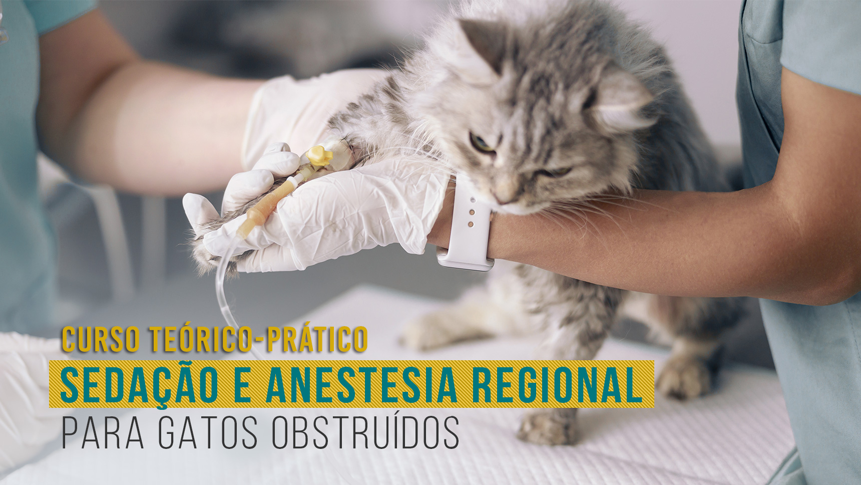 Curso Teórico-Prático de Sedação e Anestesia Regional para Gatos com Obstrução