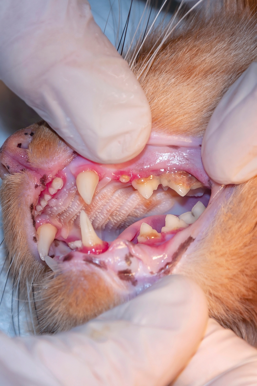 Curso Prático de Tratamento Periodontal em Cães e Gatos